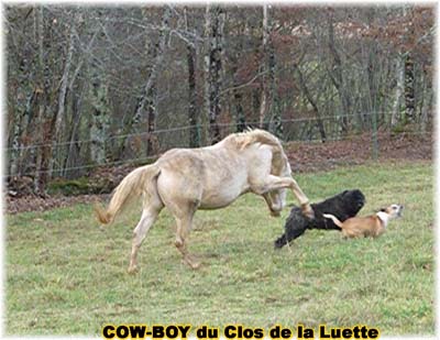 le bouvier des flandres et le cheval - Elevage du CLOS DE LA LUETTE - COPYRIGHT DEPOSE